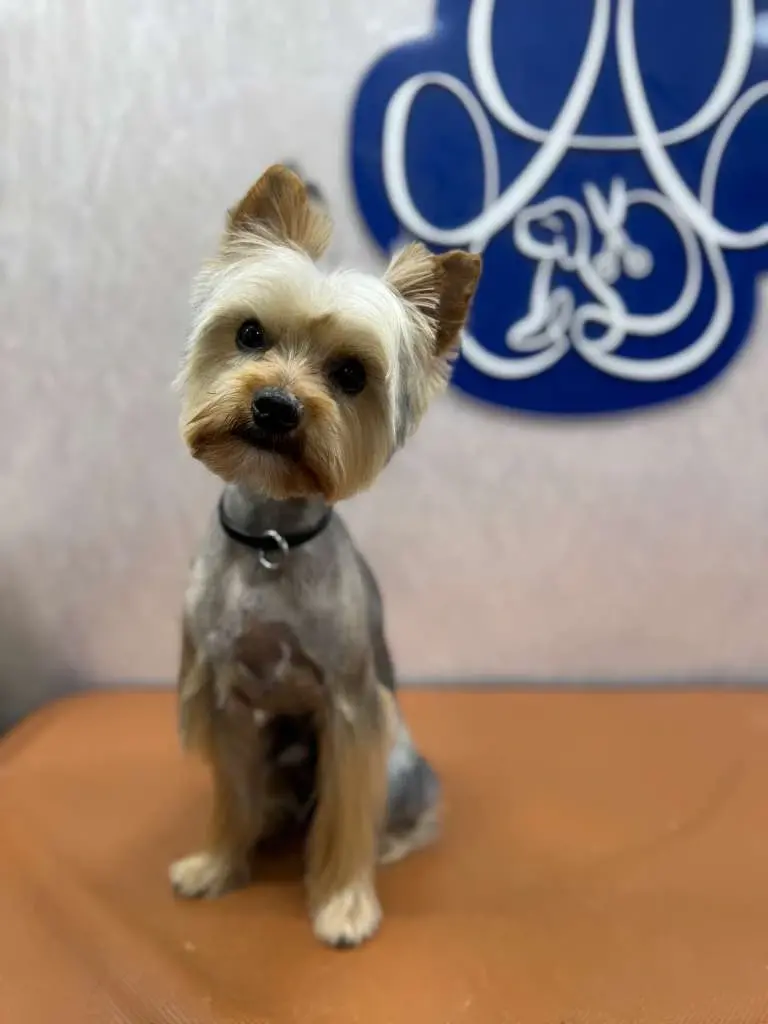 Happy dog after grooming