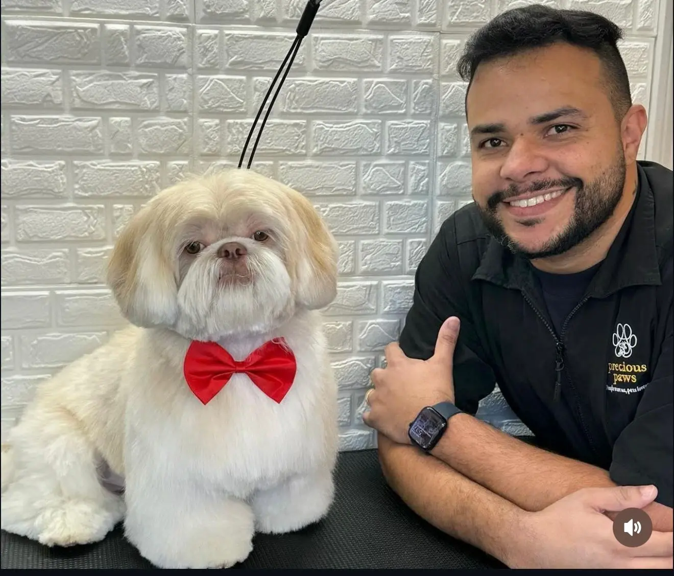 Shih tzu groomed