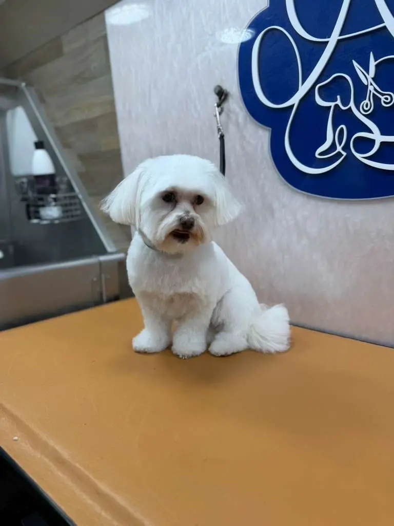 Poodle mix grooming