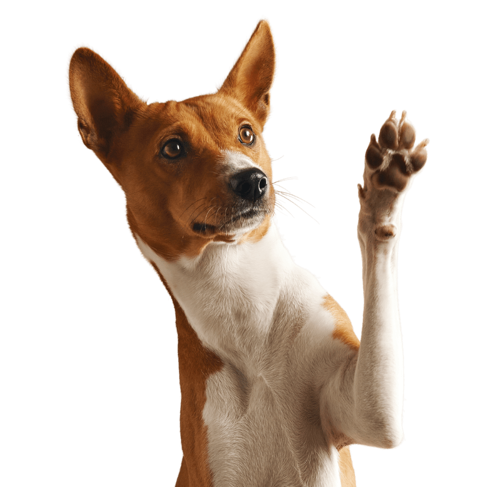 Precious Paws Dog Spa